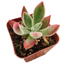 FOLIAGEMS Live Succulent Cactus Plants from USKC (2"Pot Echeveria Devotion)