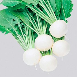 Turnip Seeds - Fuku Komachi - Hybrid - 1 Oz ~9000 Seeds - Non-GMO, F1 Hybrid - Asian Garden Vegetable