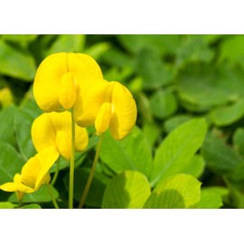 Ornamental Peanut Grass - Arachis Glabrata - 30 Live Plants - 2" Pot Size - Fully Rooted Drought Tolerant Ground Cover