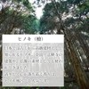 Hinoki Oil, 100% Natural, Made in Japan, 0.2 fl oz