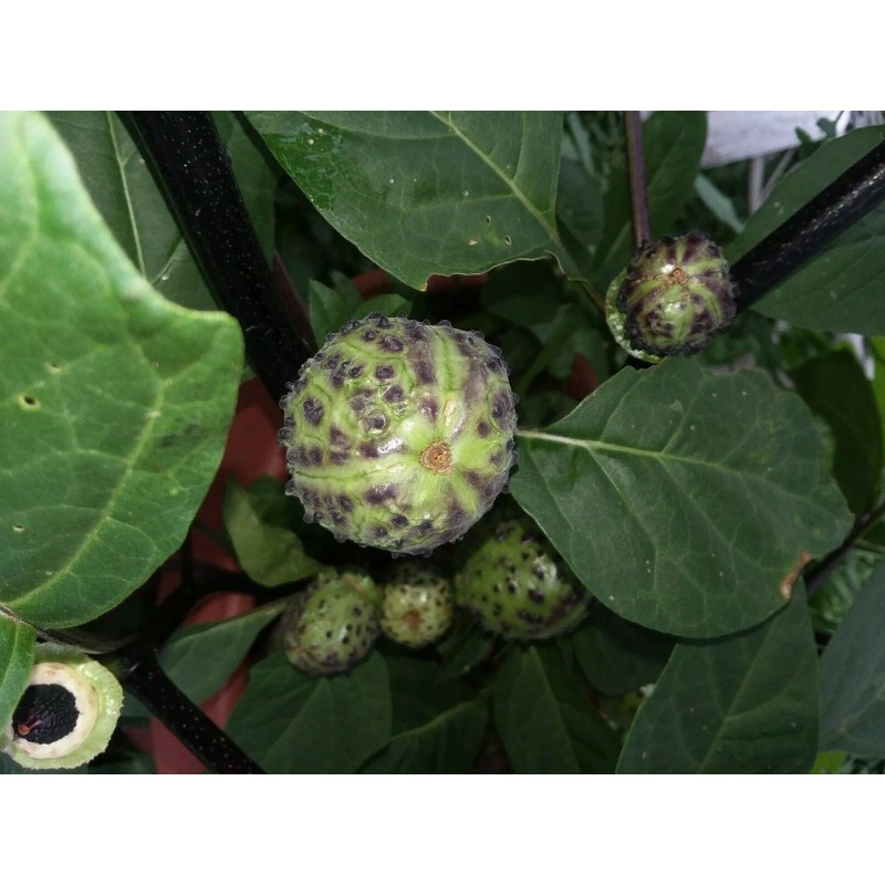 Seeds Bee Blooming White w/ Purple Stripe Devil Trumpet (Datura)