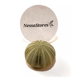 Green Sea Urchins Seashells Beach Wedding Nautical Craft 1"-2"(12 pcs)#JC-29