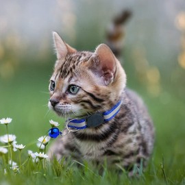 Cat Collar with Bell, 6pcs Reflective Cat Collars with 2pcs Anti-Lost Name Tag, Adjustable Strap Quick Release Kitten Collar with Bells for Outdoor Indoor Small Animal