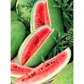 CEMEHA SEEDS - Charleston Gray Watermelon Giant Non GMO Fruits for Planting