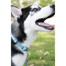 Country Brook Petz Martingale Dog Collar - Heavy-Duty Training Collar with No Buckle - Service Dog Collar for All Pups - Vibrant, Colorful Collection (Ocean Blue, 3/4 Inch, Small)