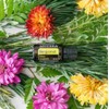 doTERRA Bergamot Essential Oil - 15 mL
