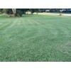 St. Augustine 'Floratam' 3 Inch Sod Plugs - 18 Extra