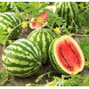 The Gardening World 100 Crimson Sweet WATERMELON Seeds Heirloom -