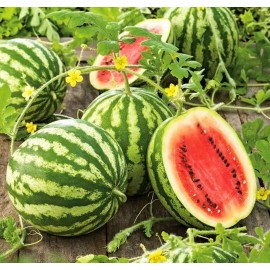 The Gardening World 100 Crimson Sweet WATERMELON Seeds Heirloom - Non-GMO - Always Fresh Seeds!
