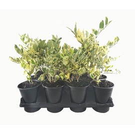 Ligustrum Japonicum Jack Frost Privet - 5 Live Quart Size Plants - Variegated Evergreen Formal Hedge