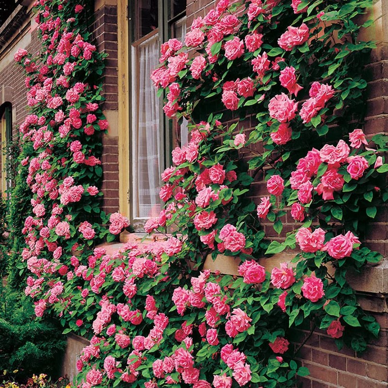 200+ Mix Climbing Rose Seeds for Planting Outdoors Ornamental Climbing