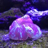 Seachem Reef Buffer 250gram
