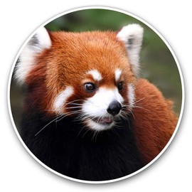 Vinyl Stickers (Set of 2) 7.5cm - Endangered Red Panda #14159