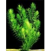3 Hornwort Bunch Plants for Ponds or Aquariums