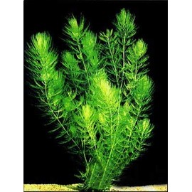 3 Hornwort Bunch Plants for Ponds or Aquariums