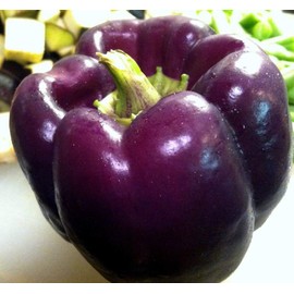 Purple Lilac Sweet Bell Pepper Capsicum Annuum 30+ Seeds for Planting Vegetable Garden Seeds