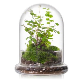 WHJY 6 inches Glass Cloche for Indoor Plants Small Terrarium Glass Cloche with Base Mini Cloche Dome with Base for Display Home Decor