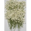 100 pcs Real Pressed Dried Flowers Mini White Gypsophila Baby's