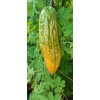Fresh 30 Pcs BitterMelon Seeds Gourd Ampalaya Seeds Fresh Harvest