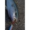 Abu Garcia (アブガルシア) Shore Skid Jig 30g Pink SSSHRSJ30-PK Metal