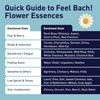 Feel Bach! Natural Homeopathic Remedy - Pine Dropper Flower Essence