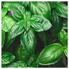 Everwilde Farms - 1 Oz Organic Genovese Basil Herb Seeds