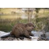 Hi-Line Gift American Beaver CUB Statue, Brown