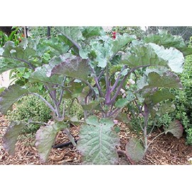 50 Seeds of Perennial Purple Tree Collards - Sweet, Nutritious and Resilient Perennial Brassica!