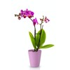 KOTARBAU Ceramic Flower Pot Planter for Orchids Height 150 mm