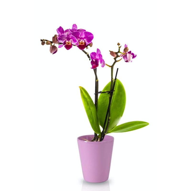 KOTARBAU Ceramic Flower Pot Planter for Orchids Height 150 mm