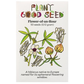 Plant Good Seed Flower of an Hour Seeds / Hibiscus trionum, USA Grown, Annual Hibiscus, Non-GMO