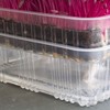 Re-usable Self-Watering Mini Microgreens Growing Trays - 2 Trays -