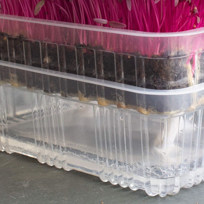 Re-usable Self-Watering Mini Microgreens Growing Trays - 2 Trays -