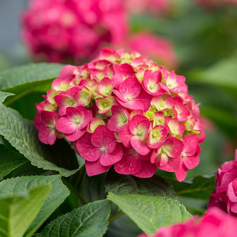 Blooming & Beautiful - Summer Crush Bigleaf Hydrangea - Endless