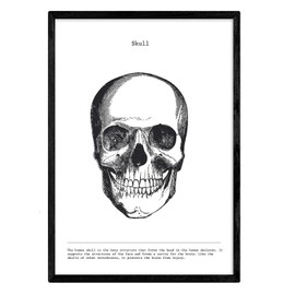 Nacnic Anatomy Poster. Vintage style wall decoration of skulls, muscles and bones. Assorted black and white pictures of human anatomy and body parts. Size A4.