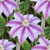 Mixed Clematis Seeds Perennial Climber Attracts Birds Low Maintenance Fragrant