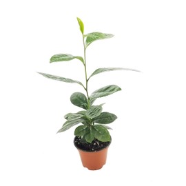 Camellia Sinensis - 4 Inch Container - Large & Beautiful Live Tea Plant - Brew Your Own Black, White, Green & Oolong Tea
