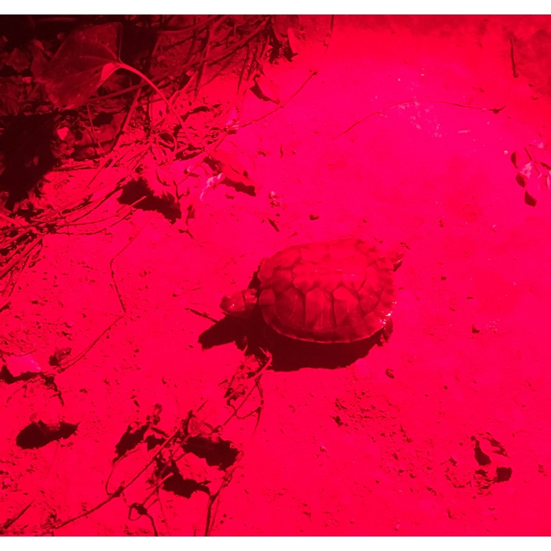 WAYLLSHINE 2-Pack LED Flashlight, 3 Modes Red Light Torch for