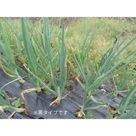 Dio Kasei Black Multi 0.0008 inches (0.02 mm) 53.1 inches (135 cm) x 16