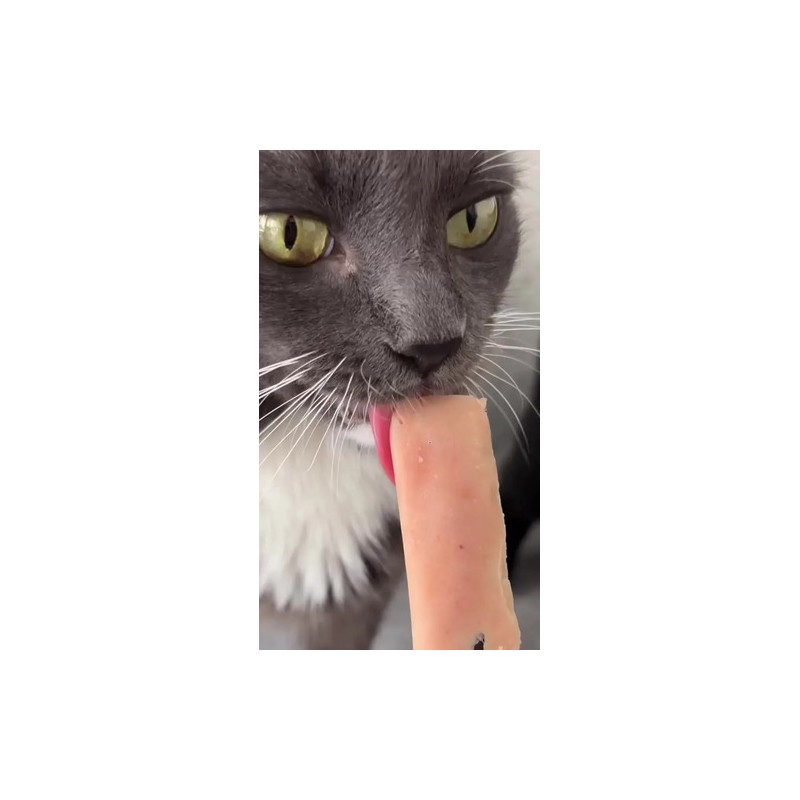 Kit 50 Premios Para Gato Cuidado Renal Probióticos Salmon