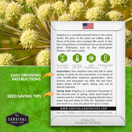 1 Pack Angelica Seeds for Planting with Instructions to Grow Medicinal Herb Angelica Archangelica Live Plants in Your Home Herb Garden - Non-GMO Heirloom Herb Seed Planting - Survival Garden Seeds