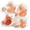 One Large Pink Murex Shell 4-4 1/2" Beach Wedding Crafts
