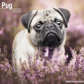 Pugs – Möpse 2025 - 16-Monatskalender: Original Avonside-Kalender [Mehrsprachig] [Kalender] (Wall-Kalender)