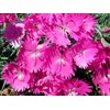 Firewitch Dianthus Plants | 30 Live Seedlings | Dianthus Gratianopolitanus