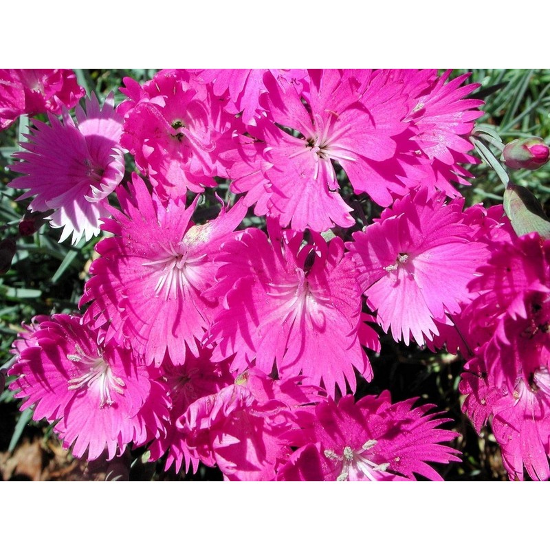 Firewitch Dianthus Plants | 30 Live Seedlings | Dianthus Gratianopolitanus