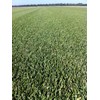 St. Augustine 'Floratam' 3 Inch Sod Plugs - 18 Extra