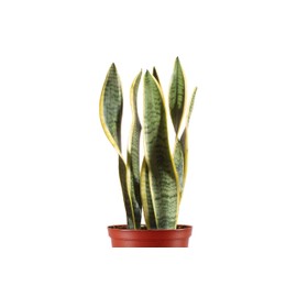 Leaf & Linen 6" Grow Pot, Live Indoor/Outdoor-Air Houseplant and Office Décor | Low Light Collection, 6 INCH, Snake Plant-Sanseveria Laurentii