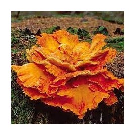 Mushroom Growing Plug Spawn Aggressive 50 CT Bag (Chicken-of-The-Woods)