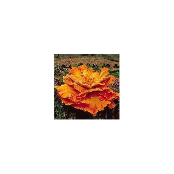 Mushroom Growing Plug Spawn Aggressive 50 CT Bag (Chicken-of-The-Woods)