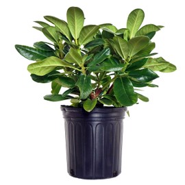 Rhododendron 'Scintillation' (Rhododendron) Evergreen, soft pink, #2 - Size Container